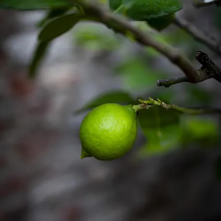 Nyaraló Podere Il Colle